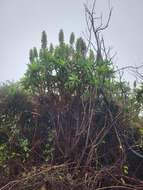 Echium acanthocarpum Svent. resmi