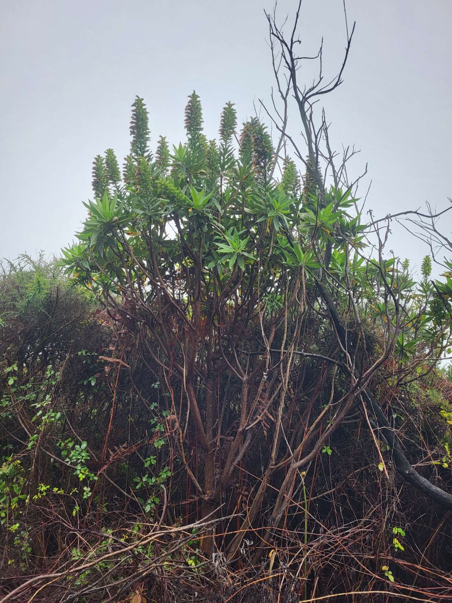 Imagem de Echium acanthocarpum Svent.