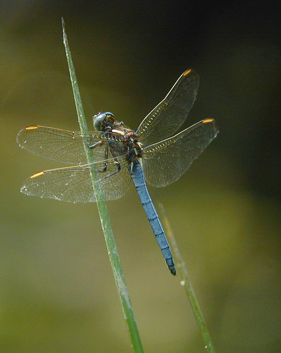 Image of Keeled Skimmer