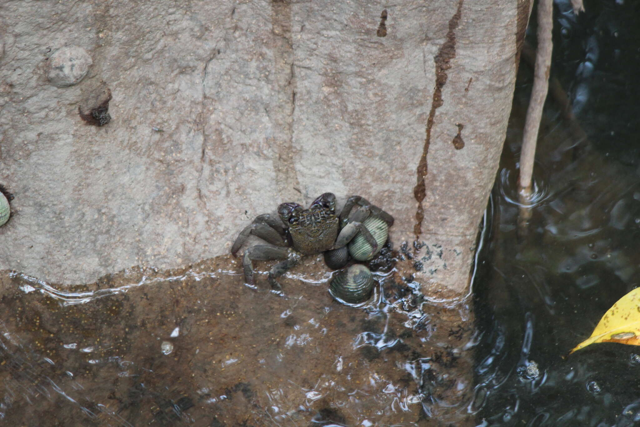 Image of Episesarma versicolor (Tweedie 1940)