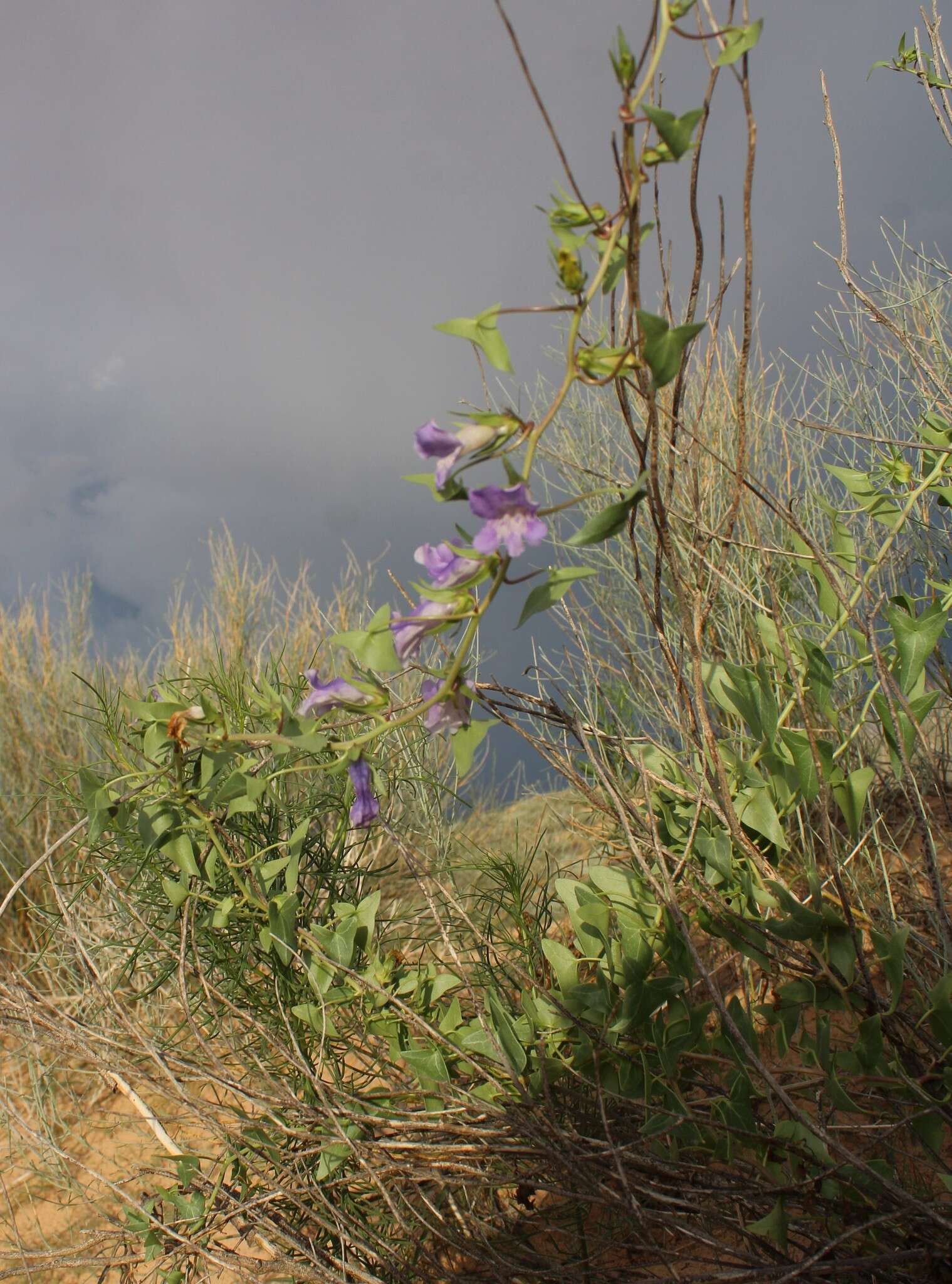 Image of Antirrhinum wislizenii (Engelm. ex A. Gray) Tidestr.