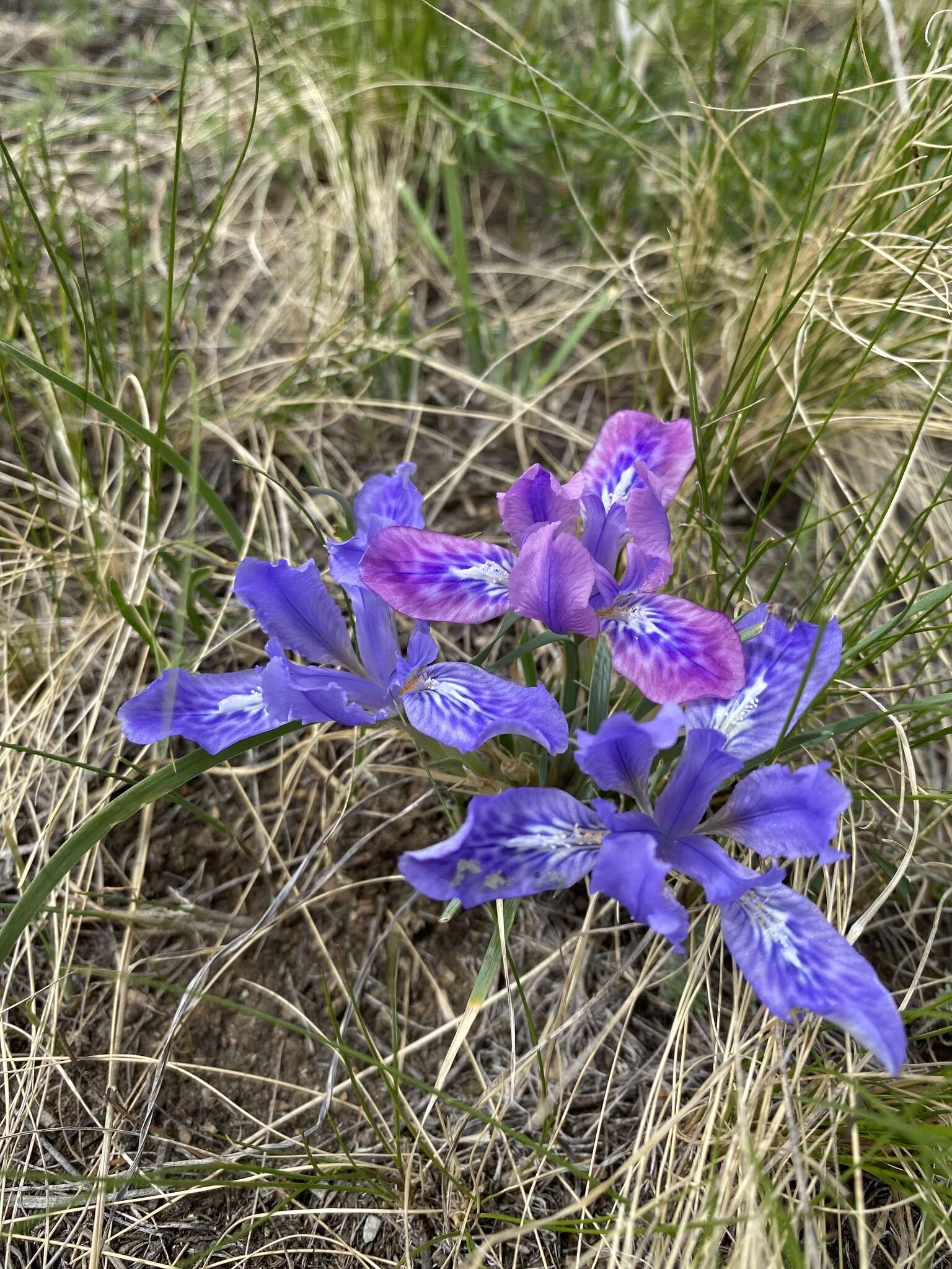 Image de Iris ivanovae Doronkin