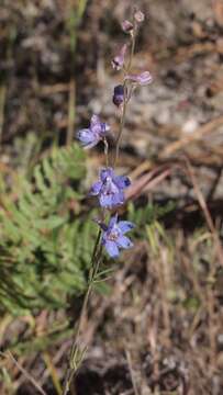 Delphinium decorum subsp. decorum的圖片