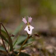 Image de Stylidium calcaratum R. Br.