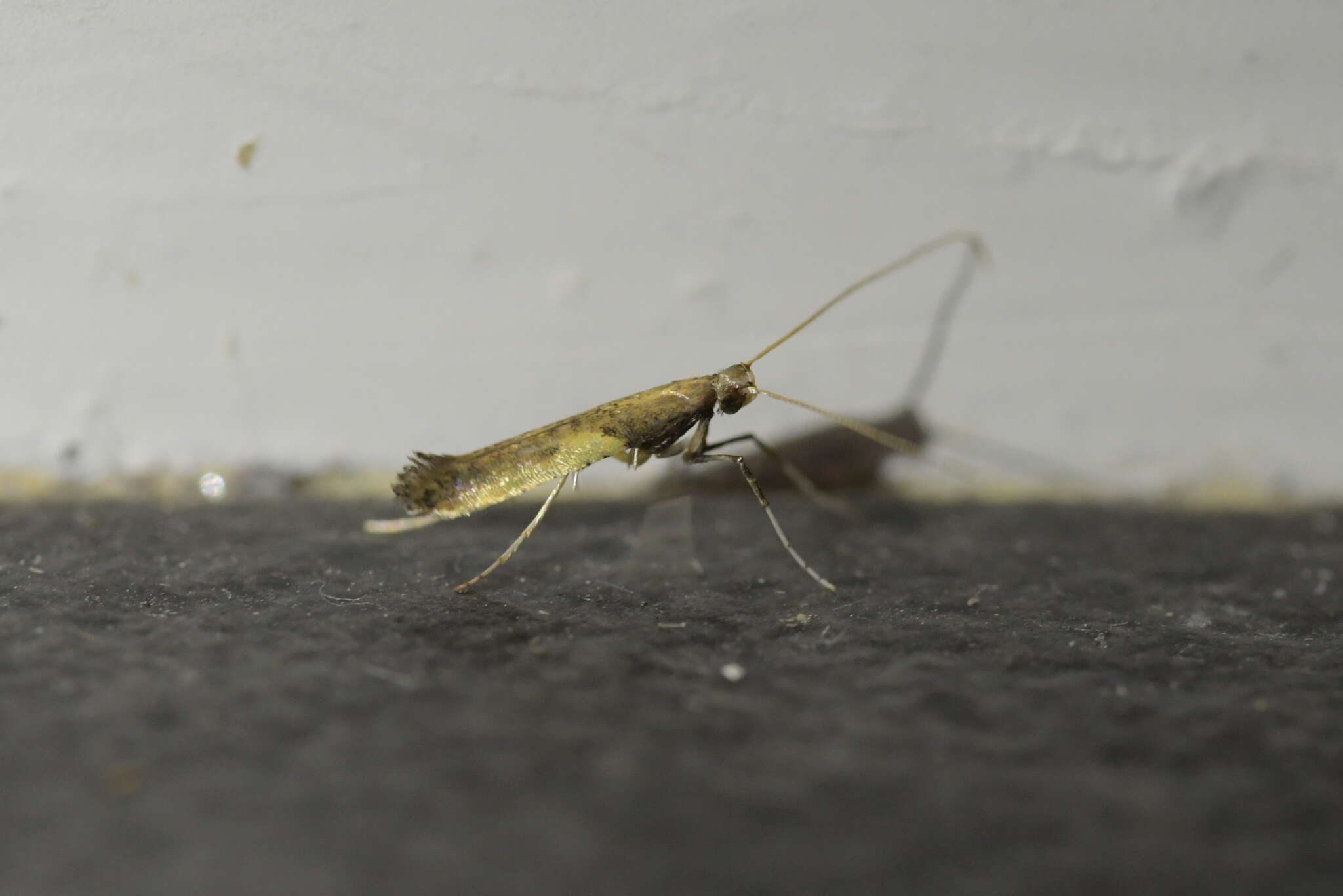 Image of Azalea leafminer