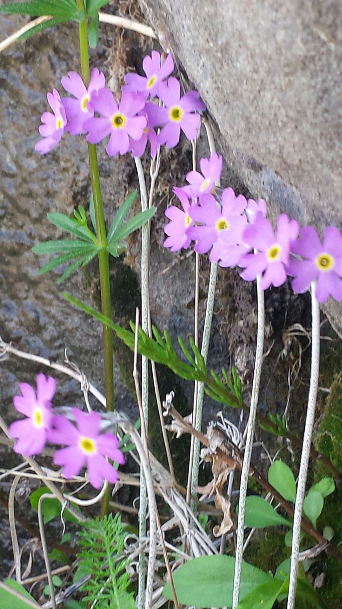 Image of Primula laurentiana Fern.