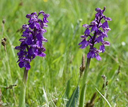 Image of Green-winged Orchid
