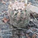 Sclerocactus intertextus (Engelm.) N. P. Taylor的圖片