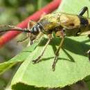 Sivun Leptura hovorei Linsley & Chemsak 1976 kuva