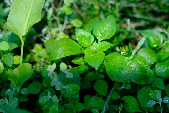 Didymodoxa capensis (L. fil.) Friis & Wilmot-Dear的圖片