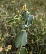 Image of yellow crownvetch