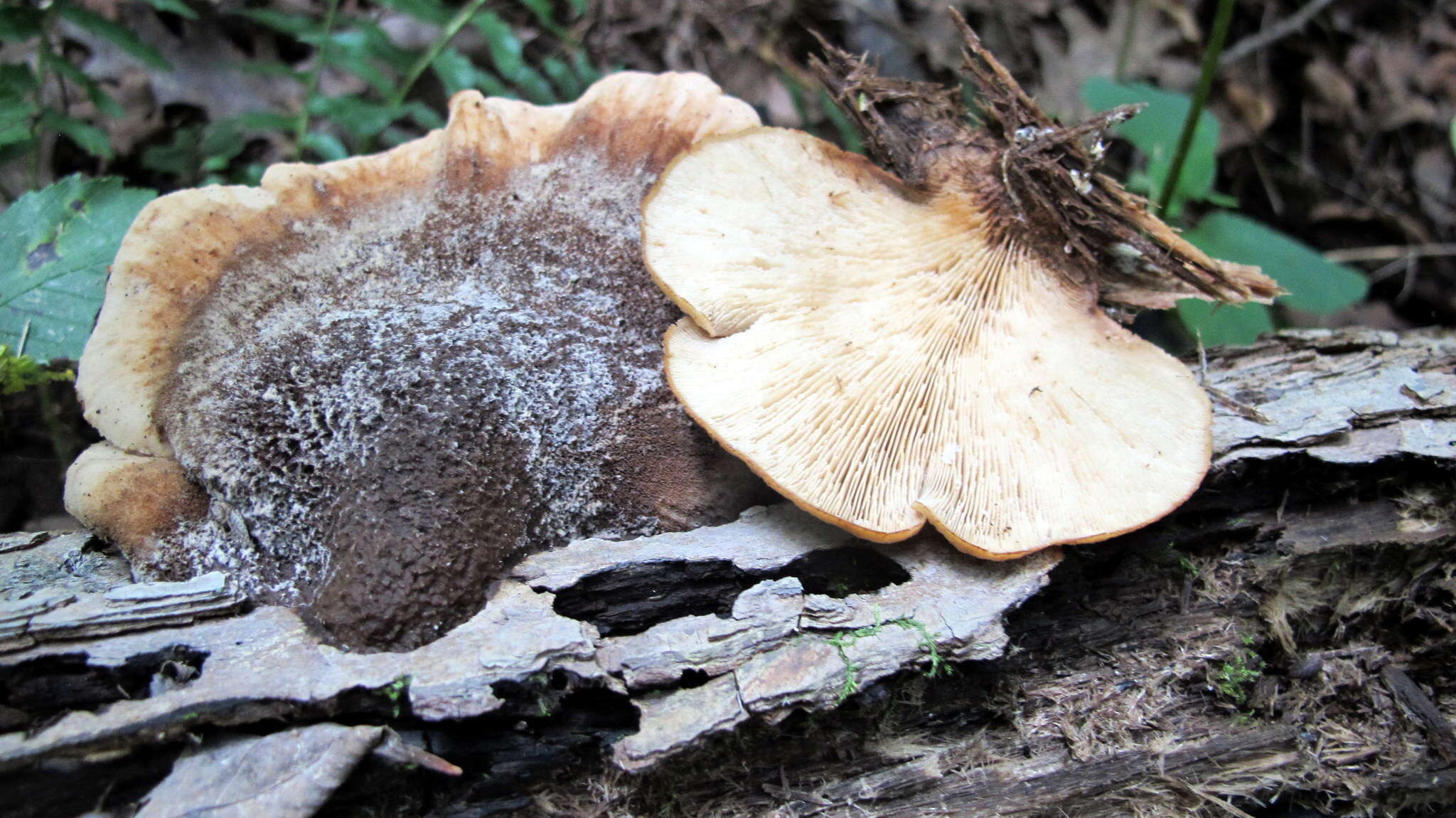 Слика од Lentinellus ursinus (Fr.) Kühner 1926