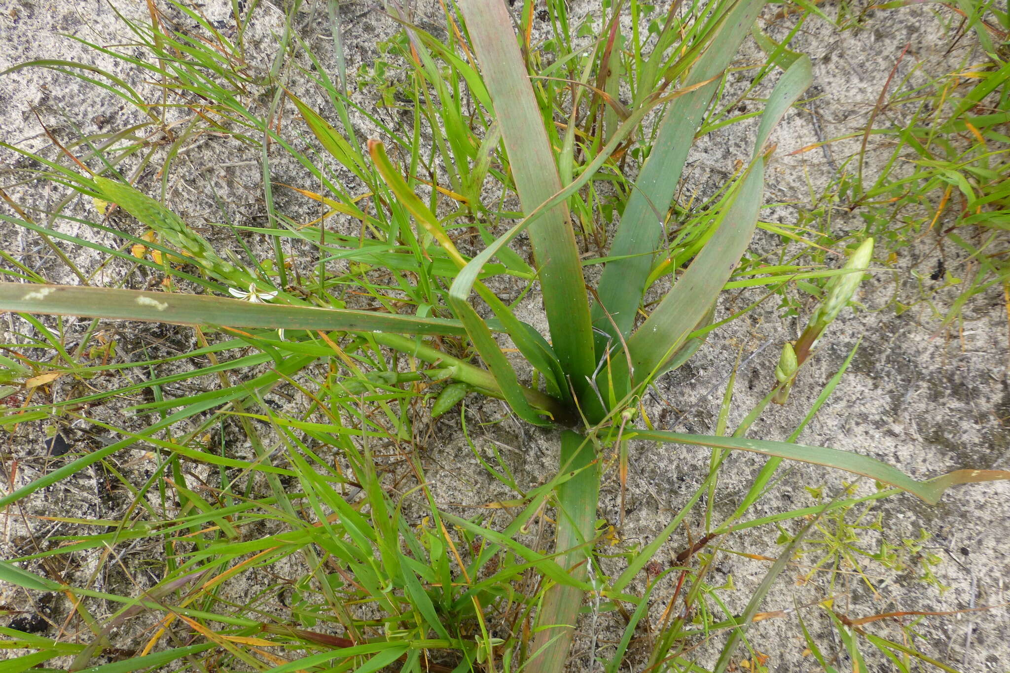 Image of Trachyandra ciliata (L. fil.) Kunth