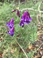 Imagem de Vicia villosa subsp. varia (Host) Corb.