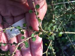 Image of Coprosma virescens Petrie