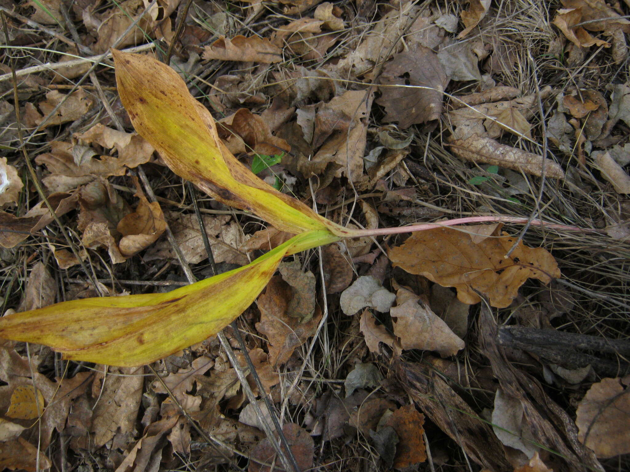 Image of Convallaria keiskei Miq.