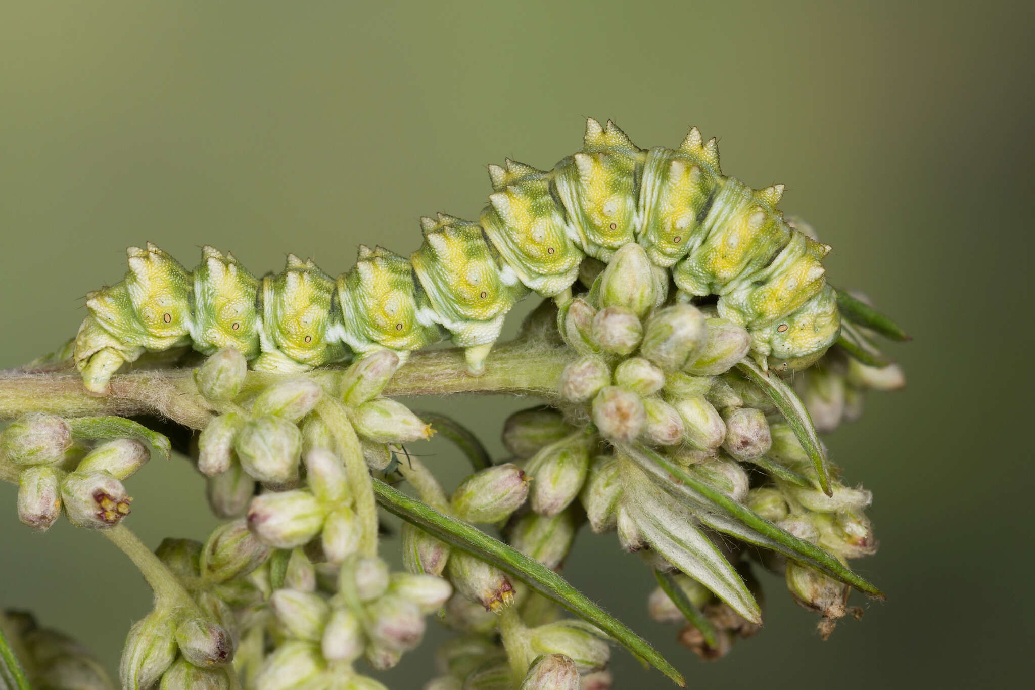 Image of scarce wormwood