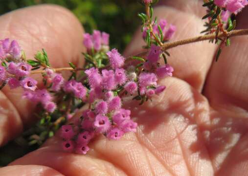 Image of Erica parviflora var. parviflora