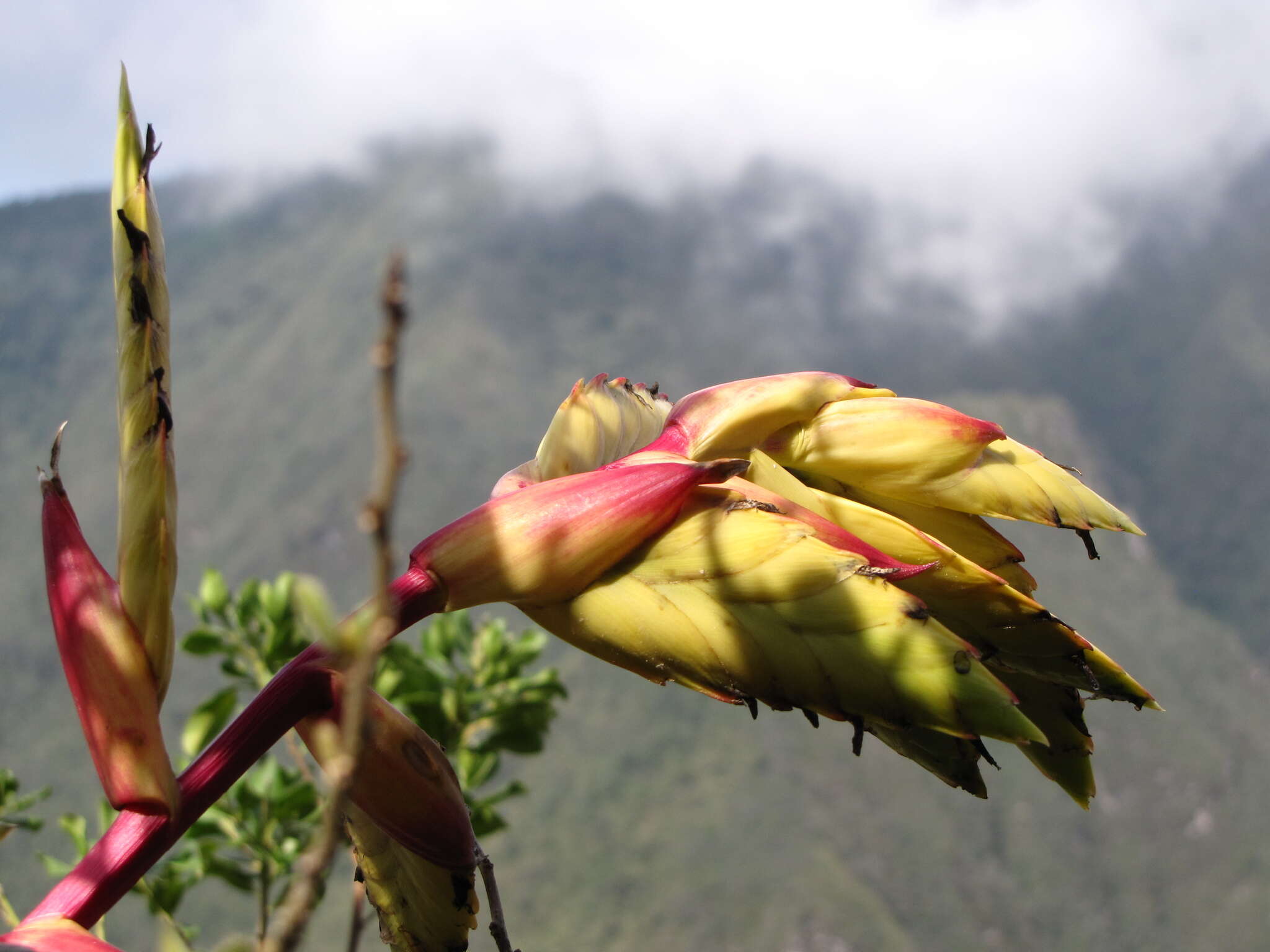 Image of Tillandsia lajensis André