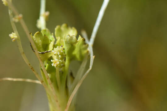 Image of Gunnera herteri Osten