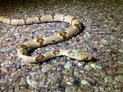 Image of Chihuahuan Desert Lyresnake