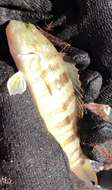 Image of Sand Perch