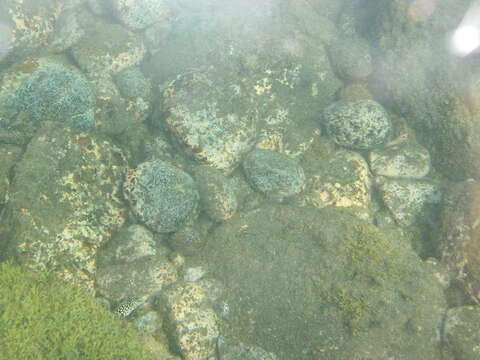 Image of Honeycomb Moray