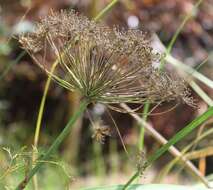 Image of Notobubon tenuifolium (Thunb.) Magee