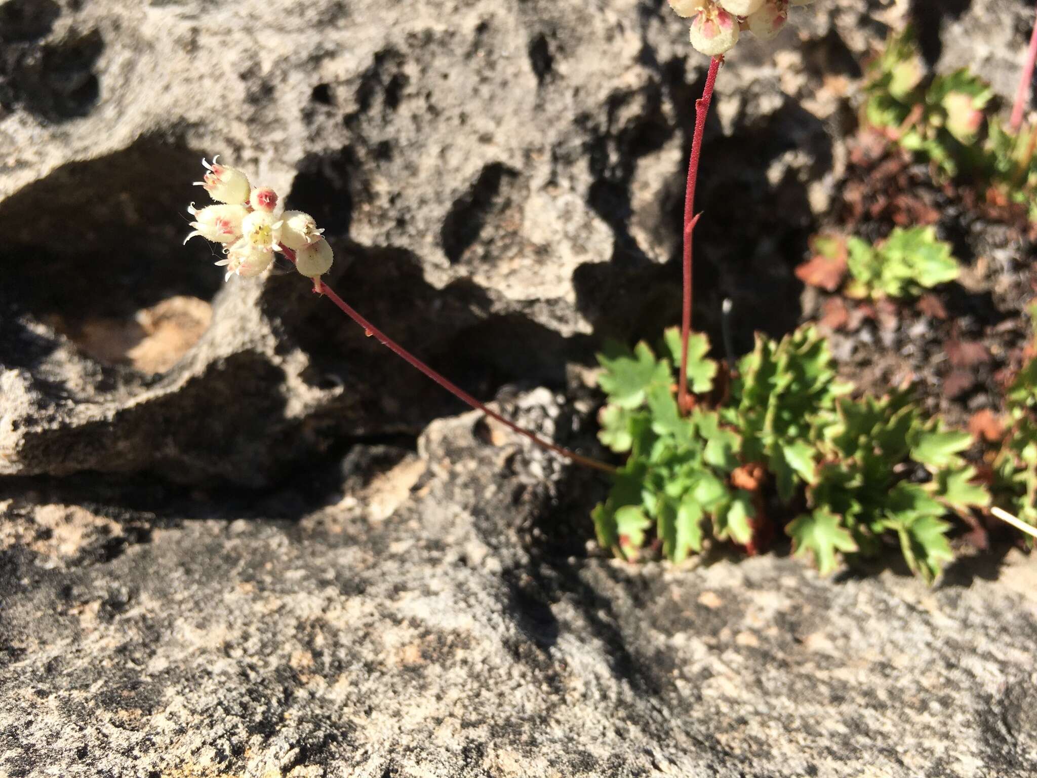 Image de Heuchera hallii A. Gray