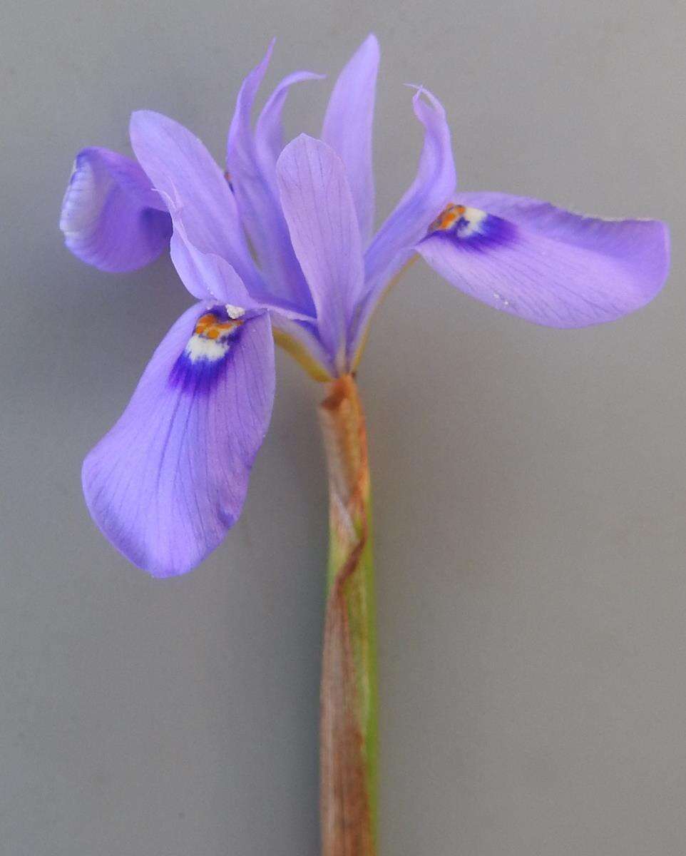 Image of Moraea natalensis Baker