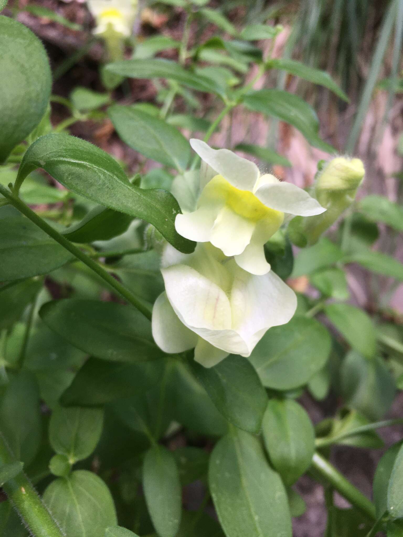 صورة Antirrhinum latifolium Mill.