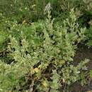 Image of Siberian saltbush