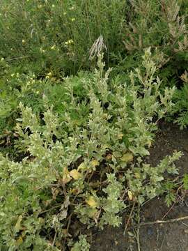 Image de Atriplex sibirica L.