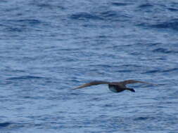 Image of Pomarine Jaeger