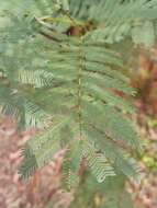 Acacia parramattensis Tindale的圖片