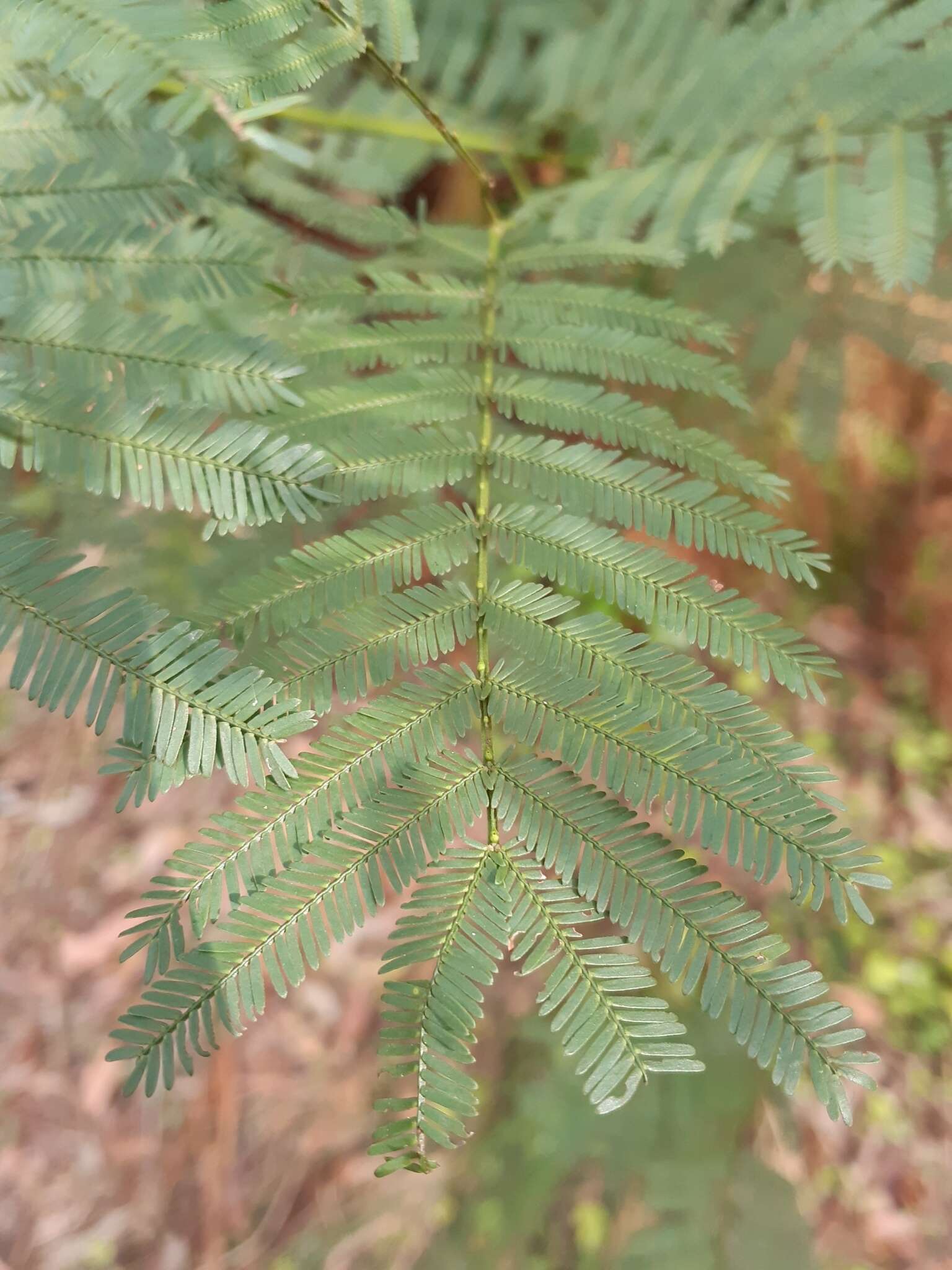 Acacia parramattensis Tindale的圖片