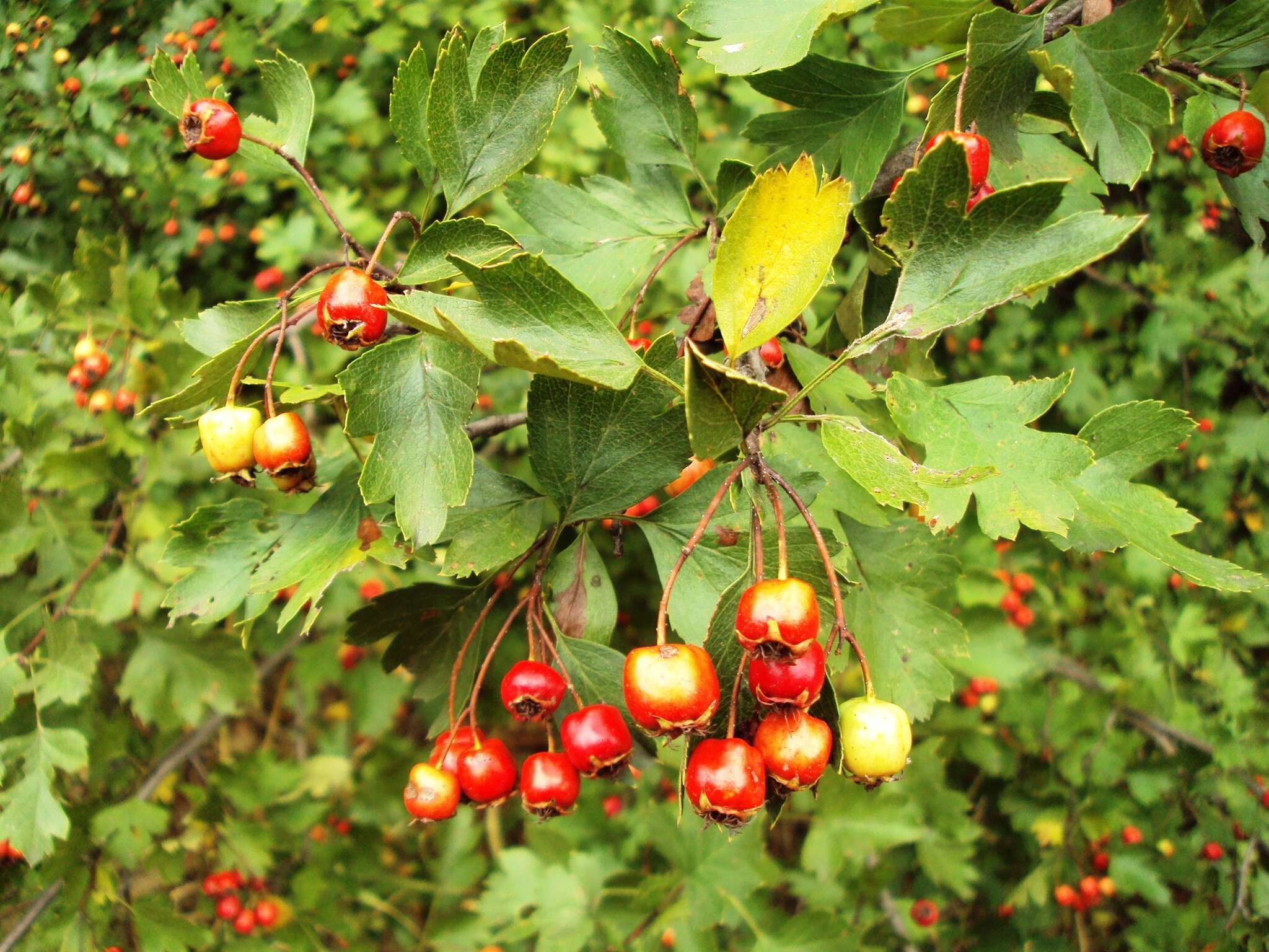 Слика од Crataegus rhipidophylla Gand.