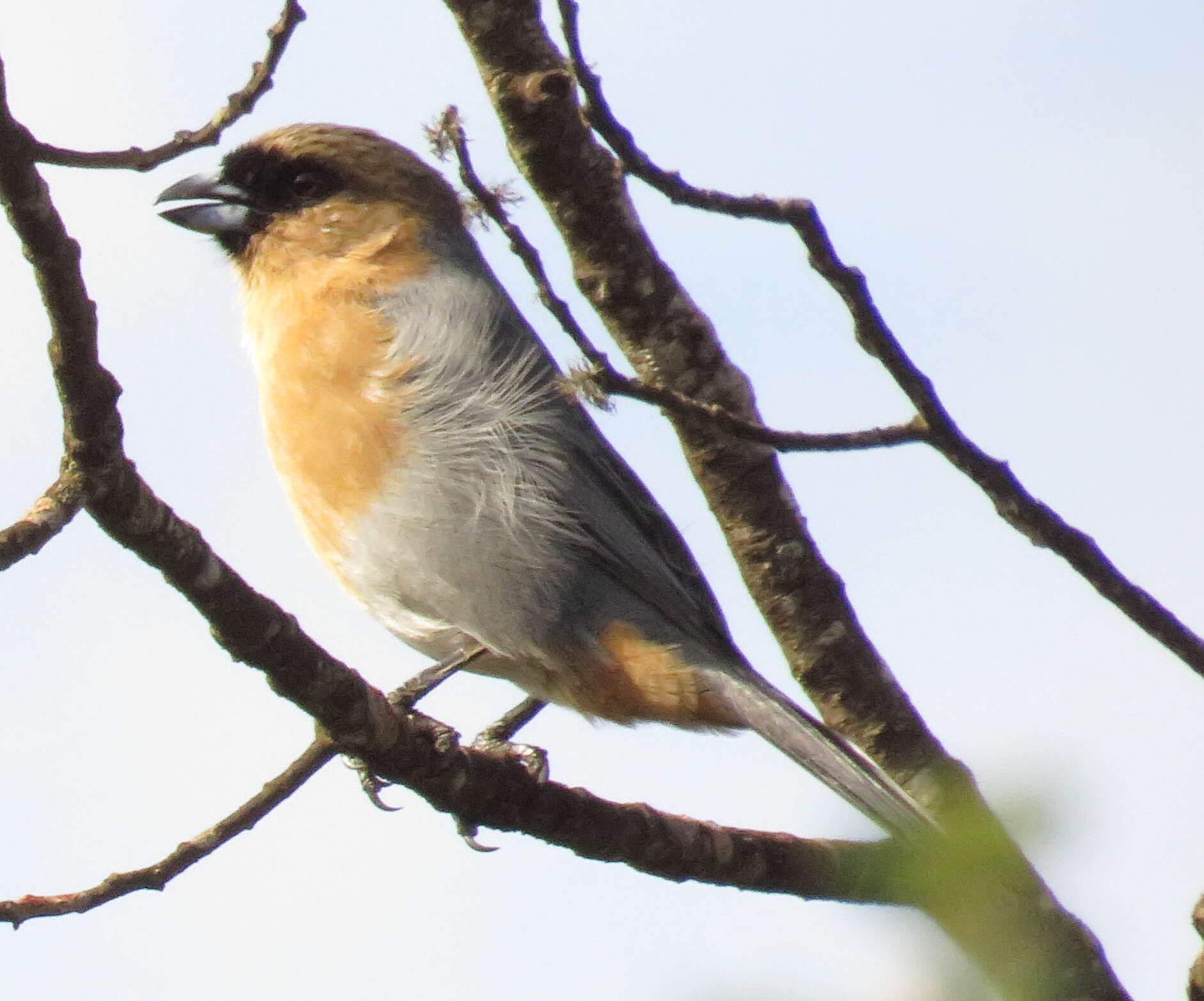 Image of Cinnamon Tanager