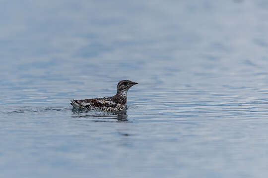 صورة Brachyramphus Brandt & JF 1837