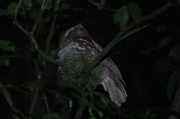 Image of Philippine Frogmouth