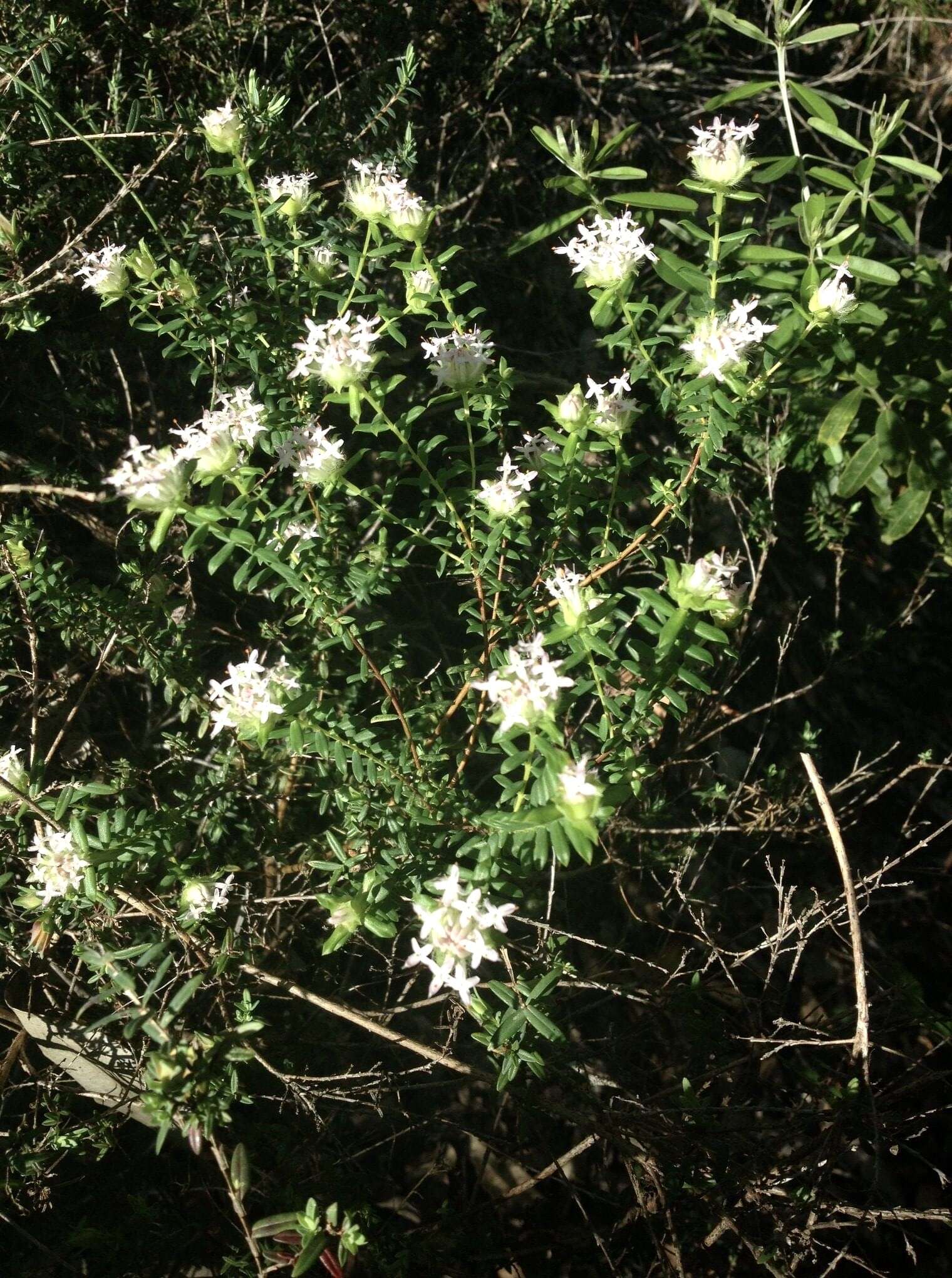 Image of Pimelea hispida R. Br.