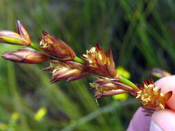 Image of Platycaulos major (Mast.) H. P. Linder