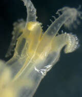 Image of rough-skinned soft coral