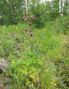 Image of Aquilegia oxysepala Trautv. & C. A. Mey.