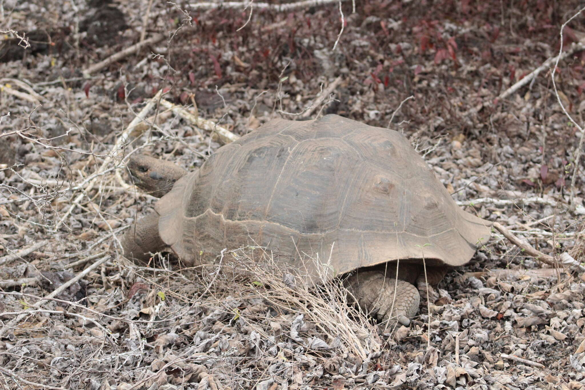 Image of Chelonoidis niger guntheri (Baur 1889)