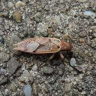 Image of Jumping Bush Cricket