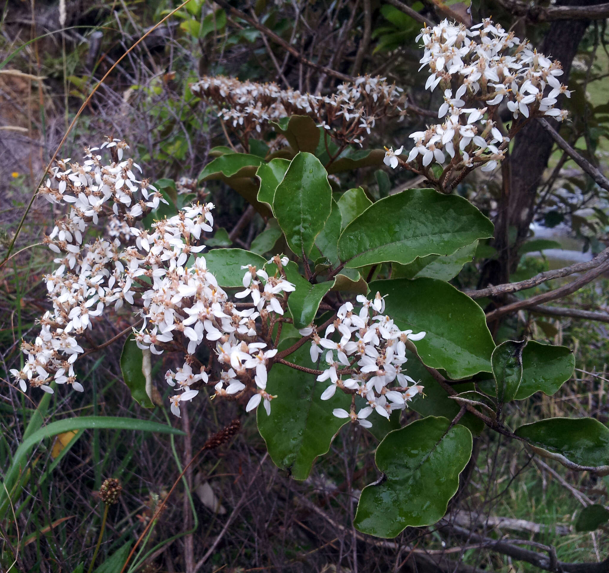 Image of Olearia furfuracea (A. Rich. & Lesson) Hook. fil.