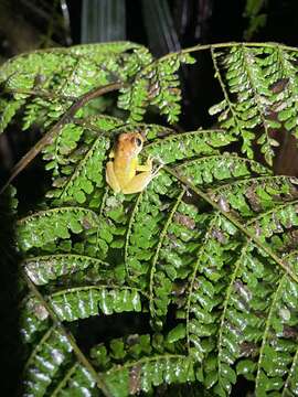 Image of Chiriboga robber frog