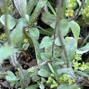 Image of Phyllopodium heterophyllum (L. fil.) Benth.