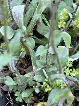 Imagem de Phyllopodium heterophyllum (L. fil.) Benth.